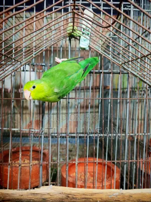 ফোরপাস মেল
