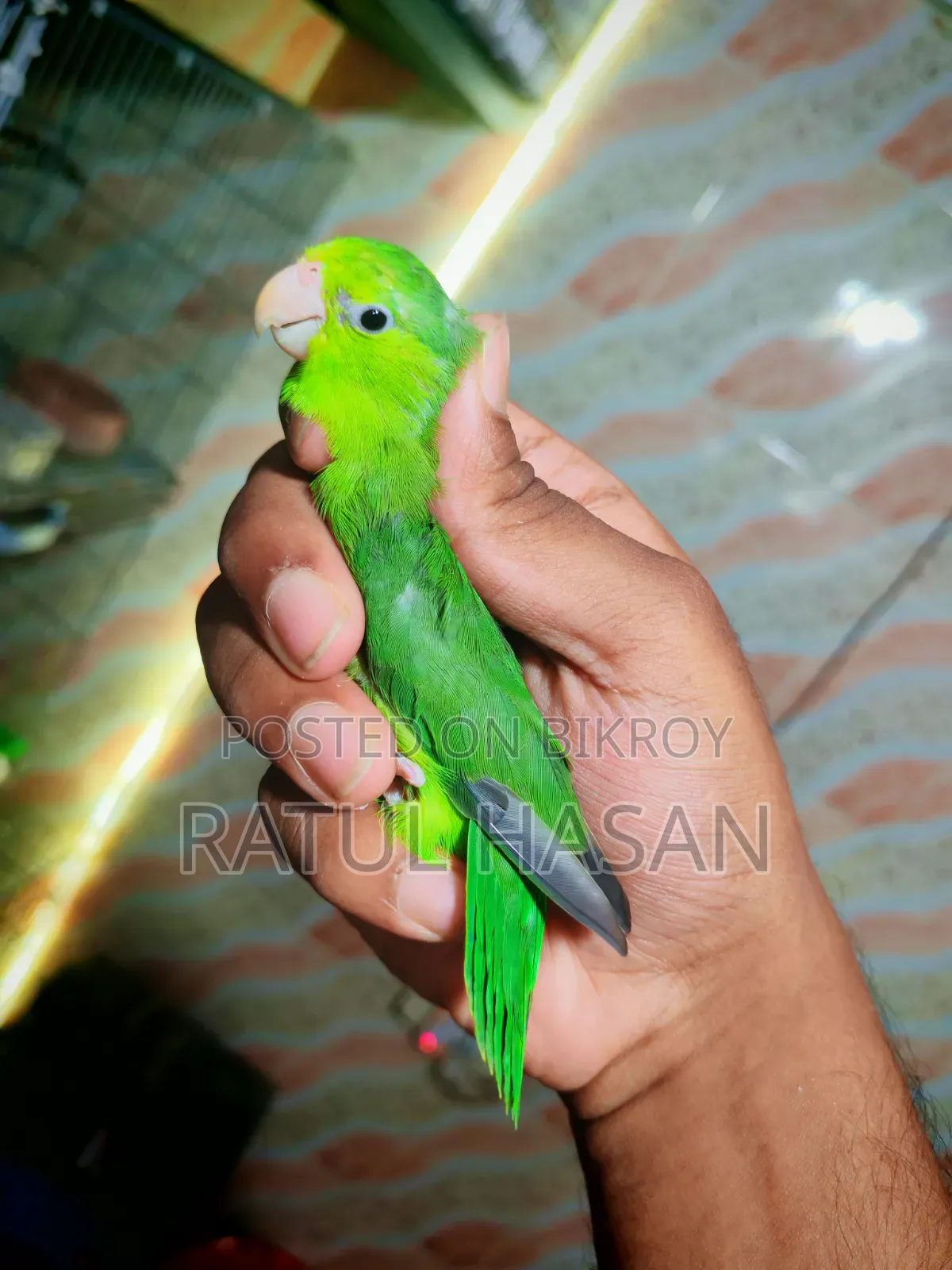 ফোরপাস মেল