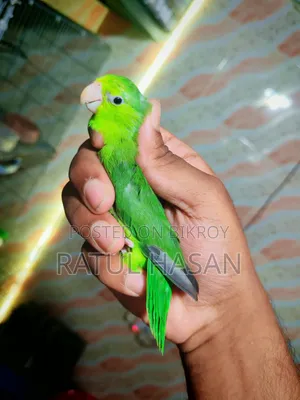 ফোরপাস মেল