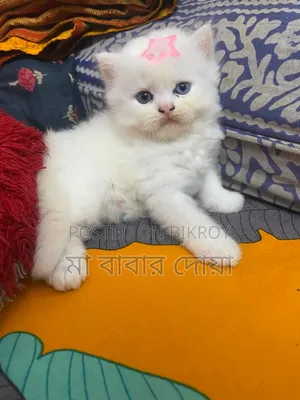 ১-৩ মাস বয়সী পুরুষ পিওর ব্রিড পার্সিয়ান