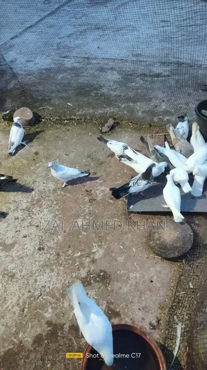 দেশি কবিতা গিরিবাজ