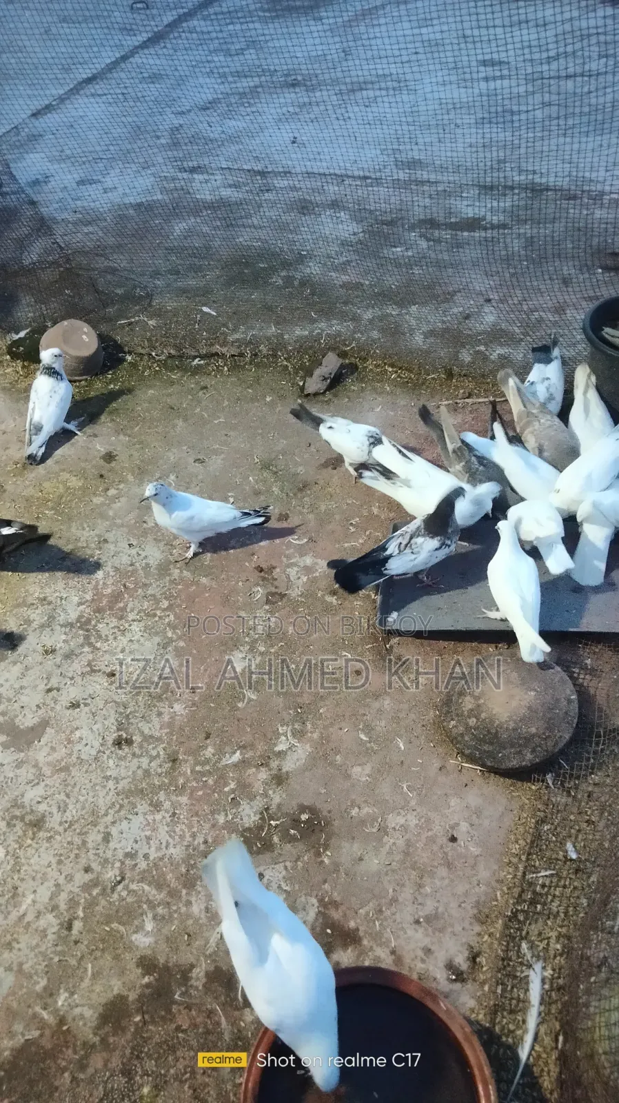 দেশি কবিতা গিরিবাজ