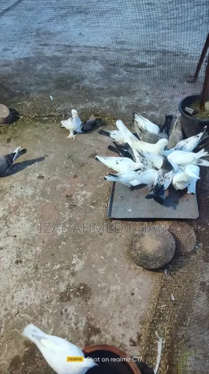 দেশি কবিতা গিরিবাজ