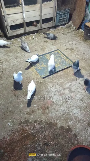 দেশি কবিতা গিরিবাজ
