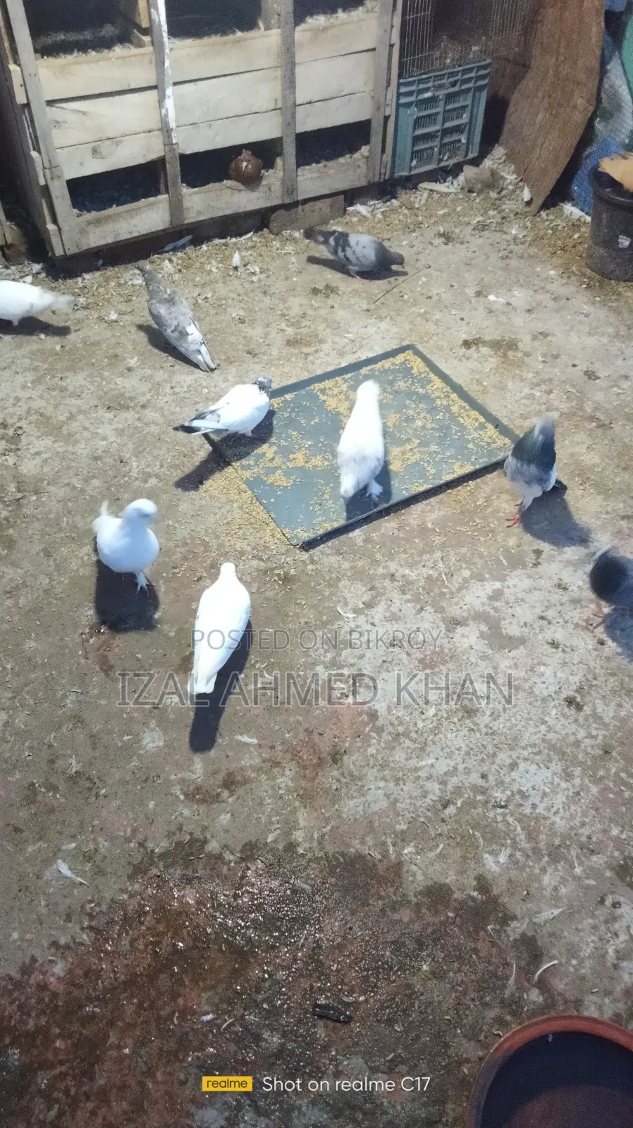 দেশি কবিতা গিরিবাজ