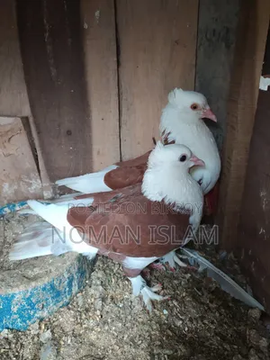 One pair of full running Raj Golla pigeons for sale