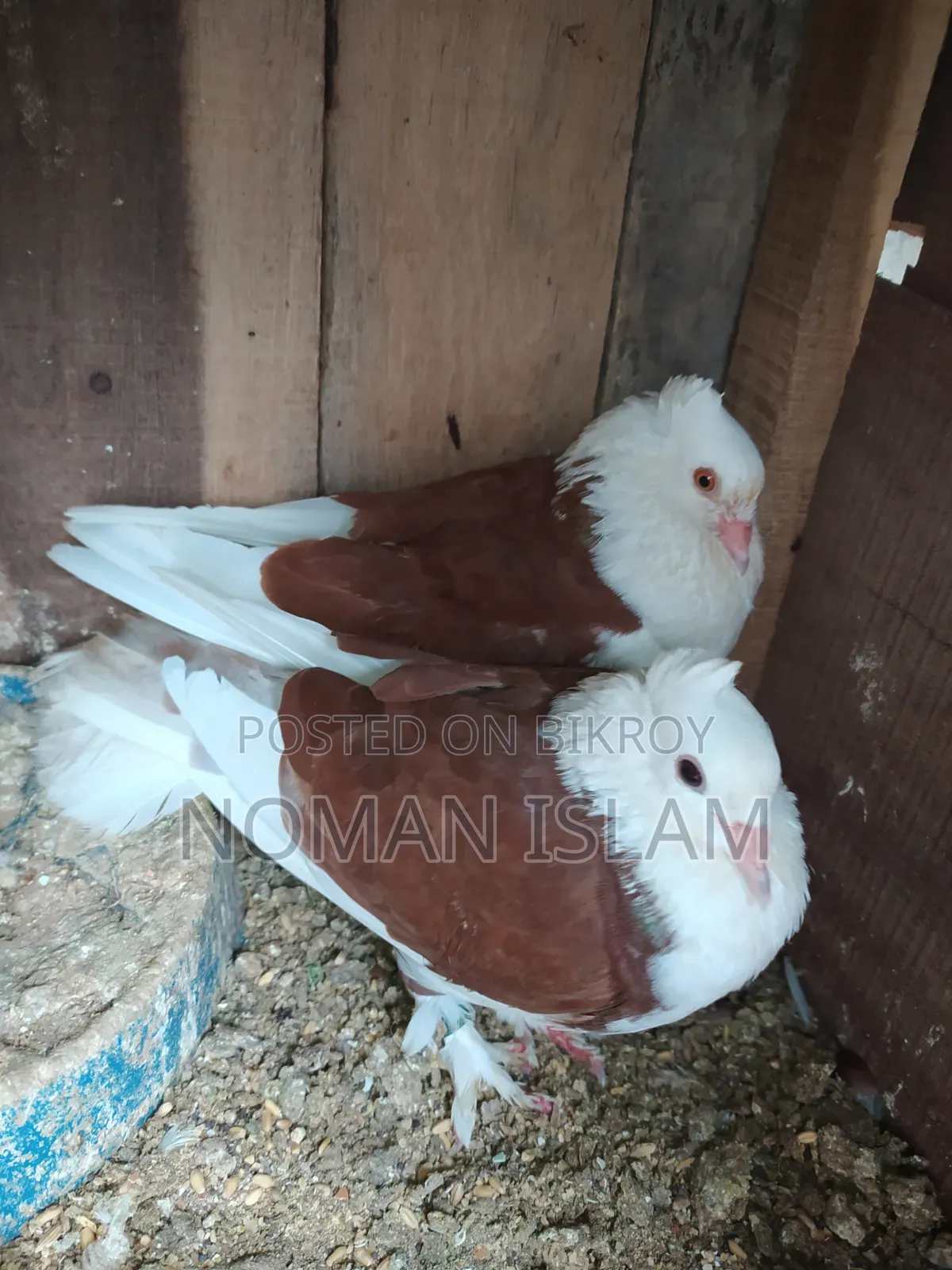 One pair of full running Raj Golla pigeons for sale