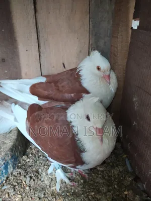 One pair of full running Raj Golla pigeons for sale