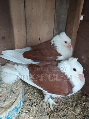 One pair of full running Raj Golla pigeons for sale