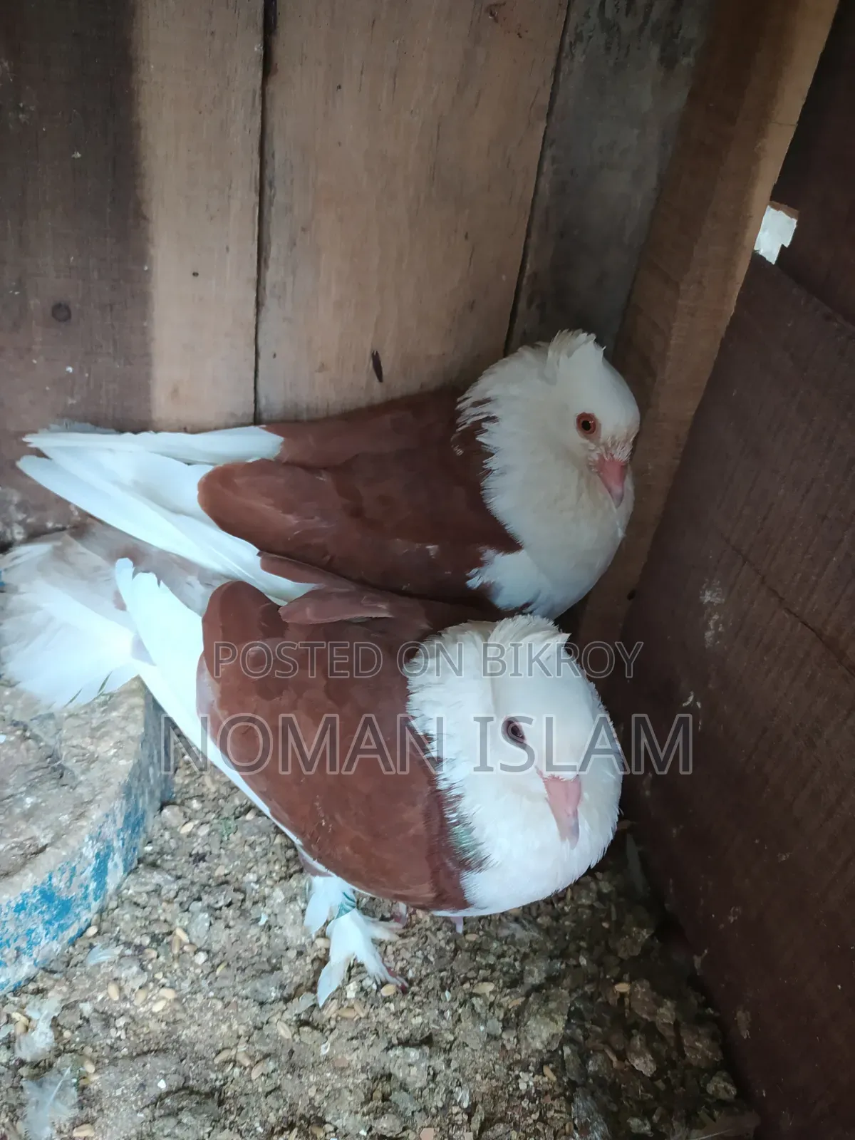 One pair of full running Raj Golla pigeons for sale