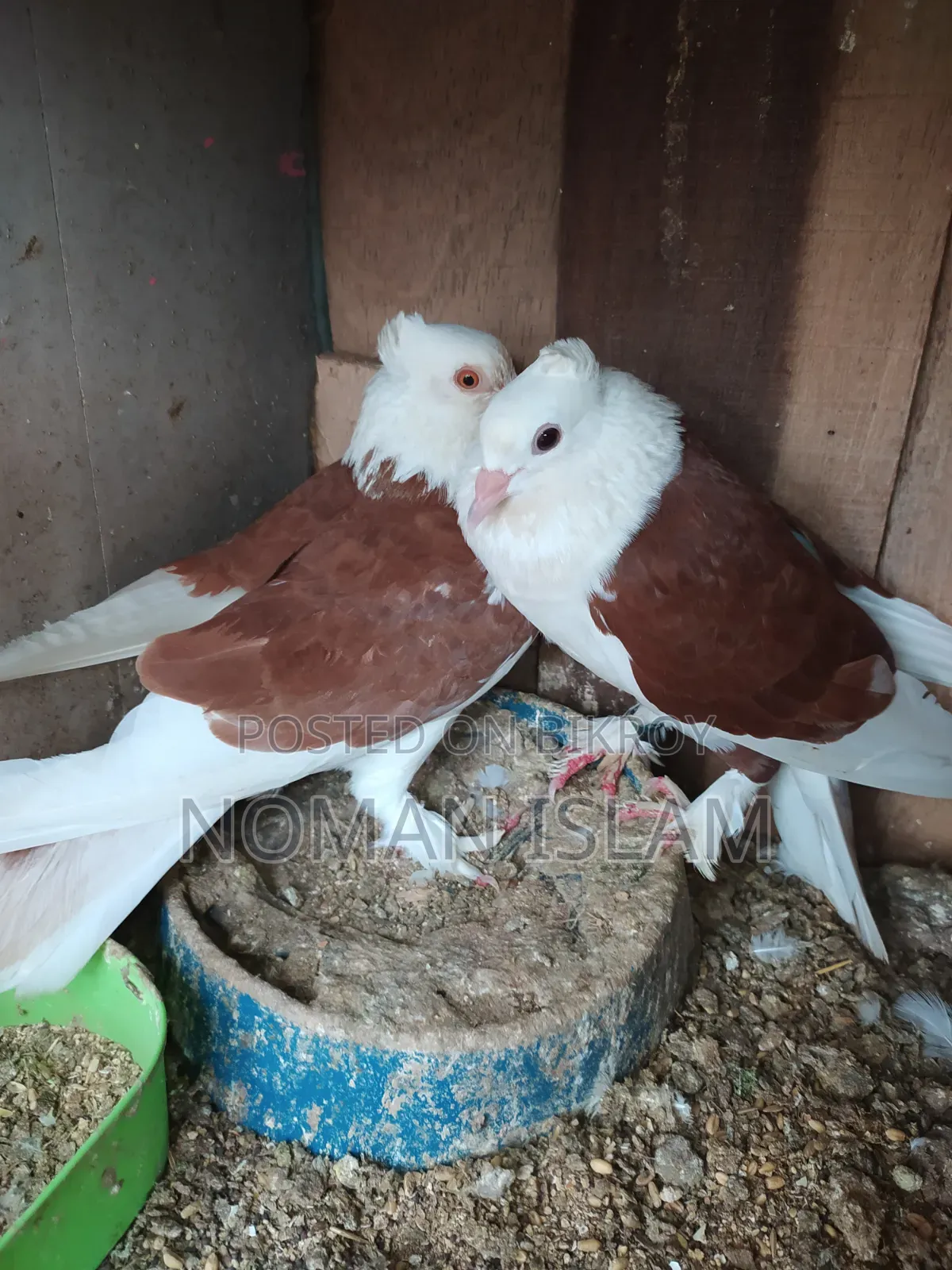One pair of full running Raj Golla pigeons for sale