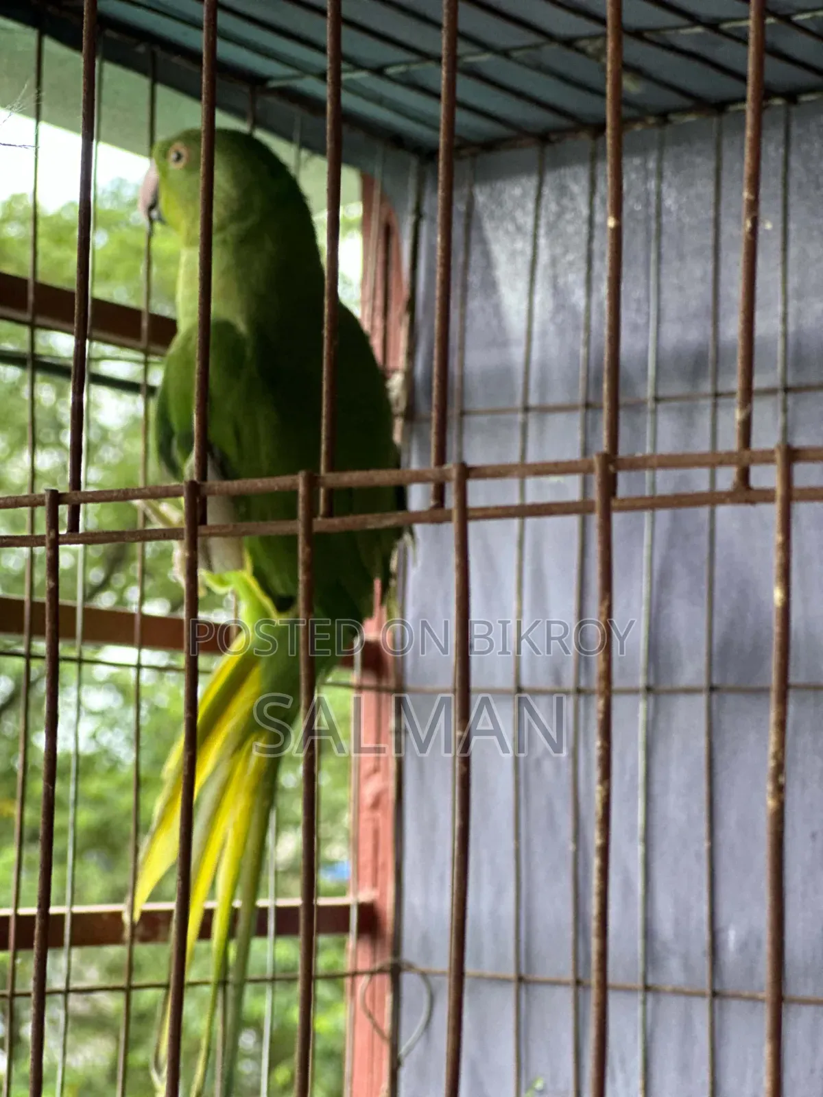 ইন্ডিয়ান রিং নেক টিয়া পাখি
