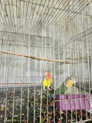 Love Bird 6 Month 1 Pair