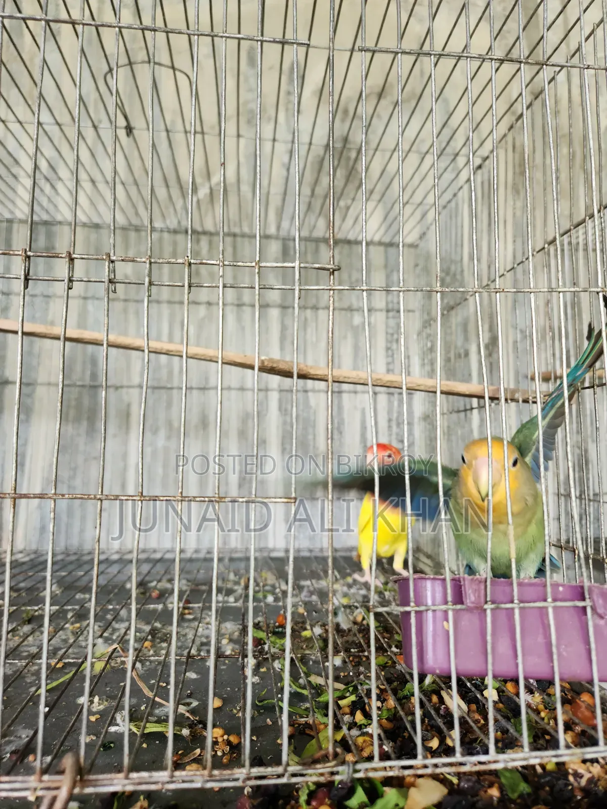 Love Bird 6 Month 1 Pair