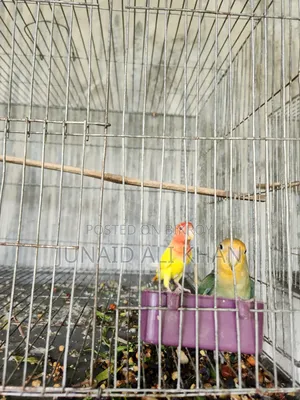 Love Bird 6 Month 1 Pair