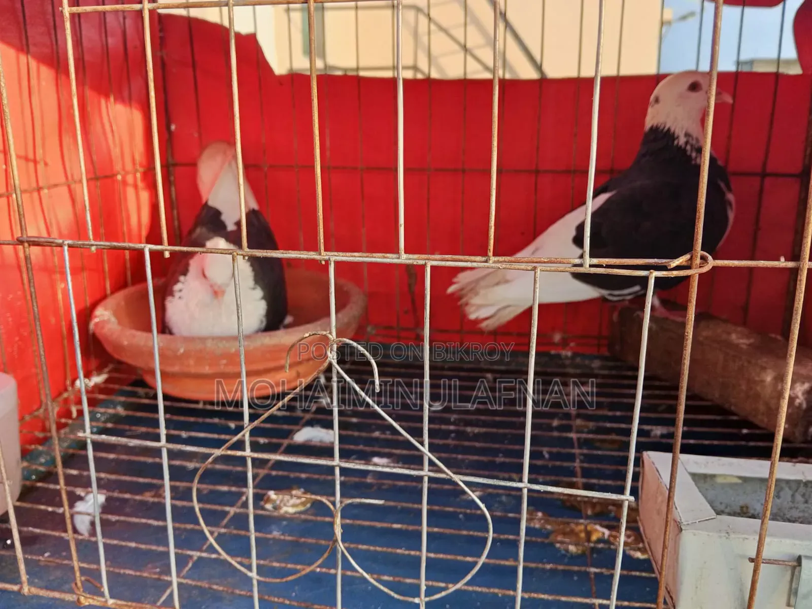 Top Quality Pigeons