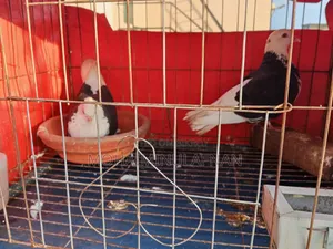 Top Quality Pigeons