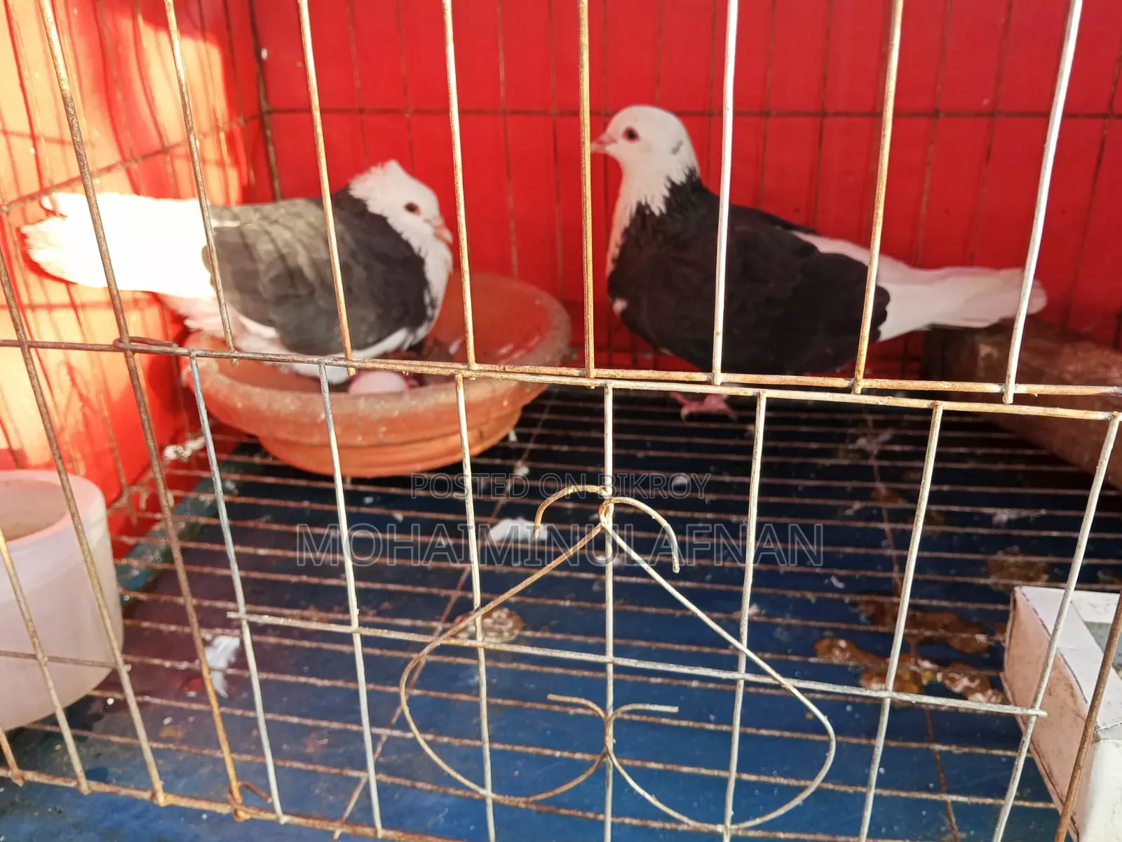 Top Quality Pigeons