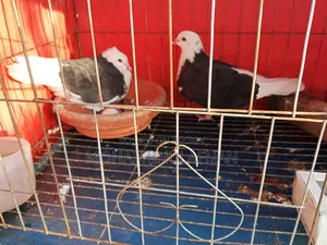Top Quality Pigeons