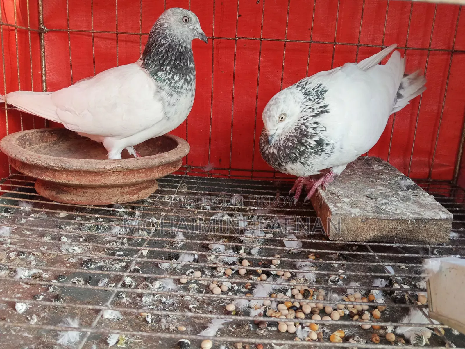 Top Quality Pigeons