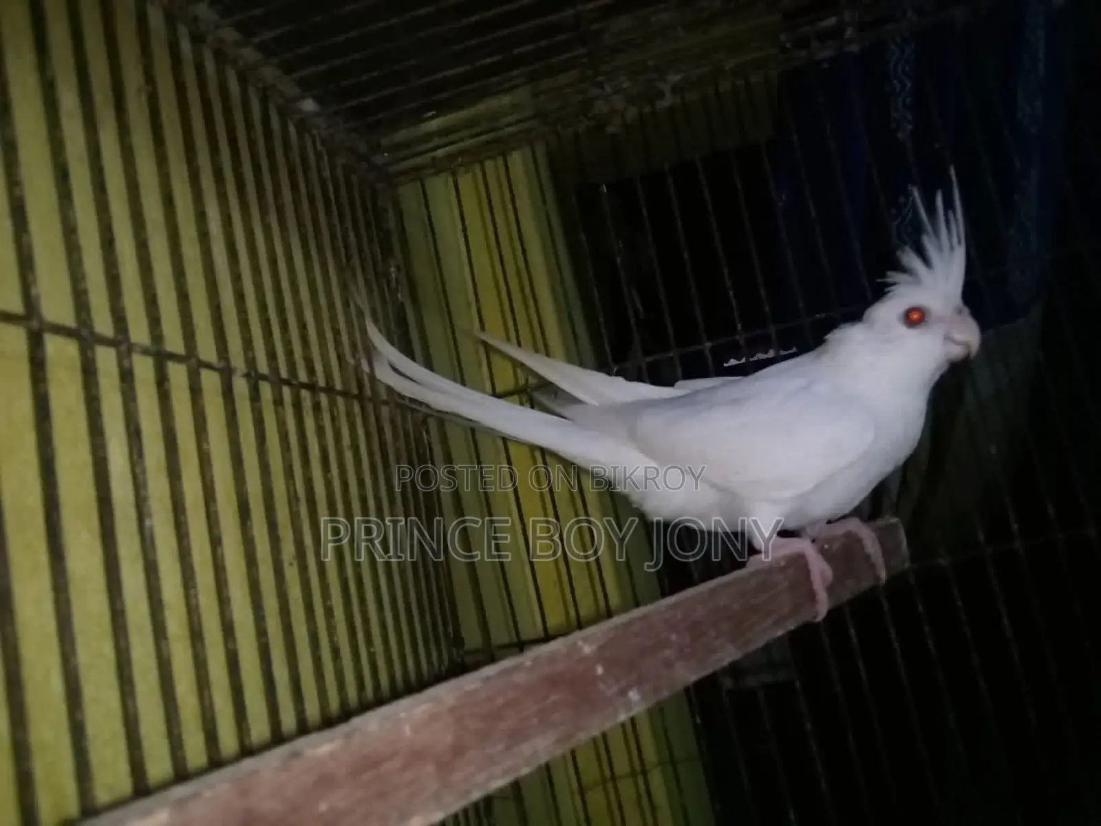 Cockatiel Bird