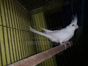 Cockatiel Bird