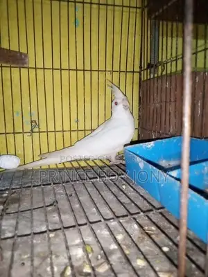 Cockatiel Bird