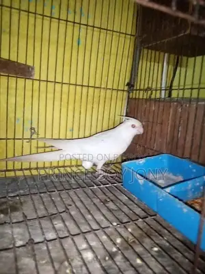 Cockatiel Bird