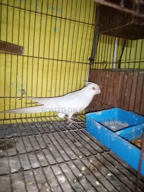 Cockatiel Bird
