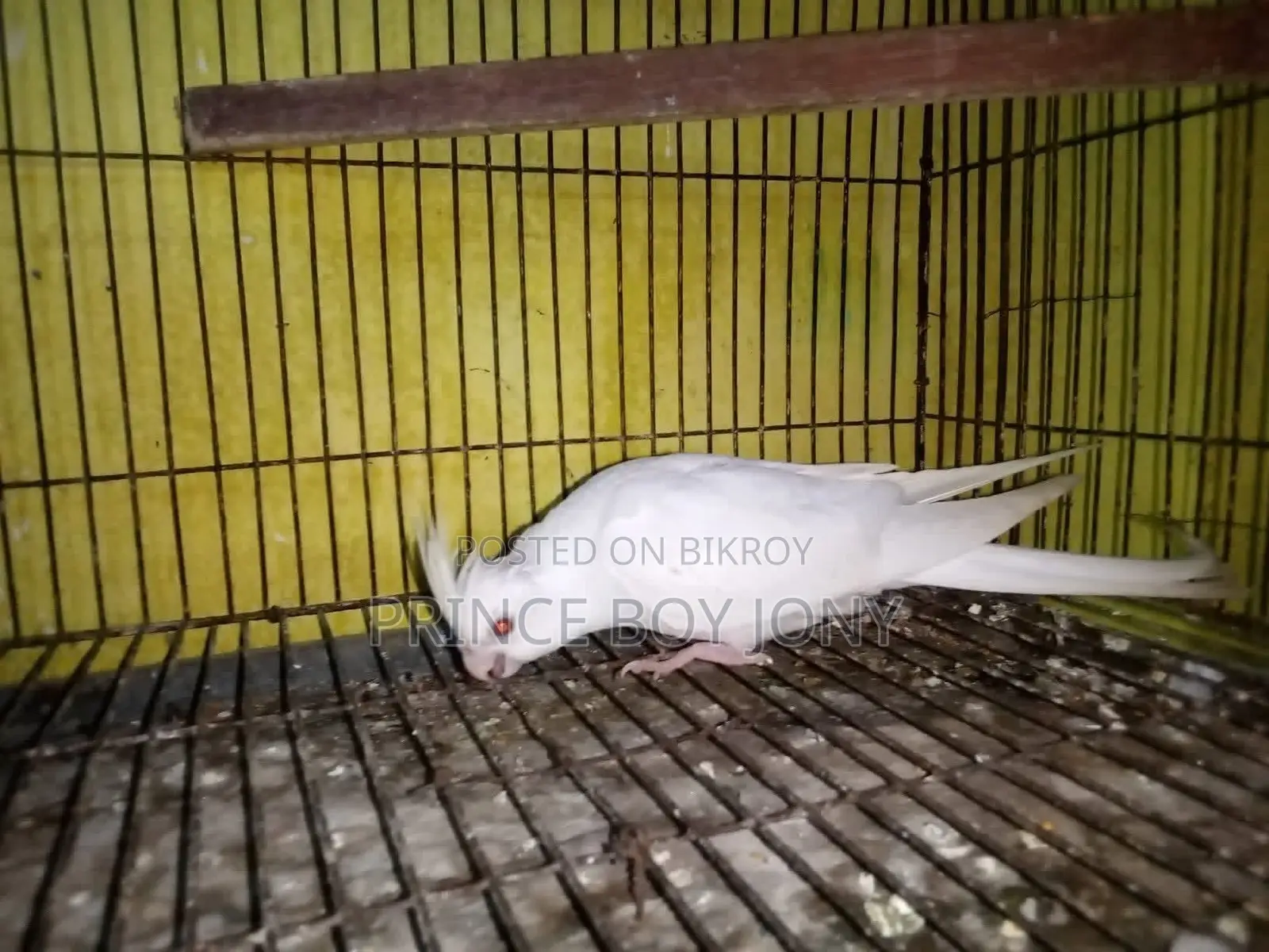 Cockatiel Bird