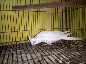 Cockatiel Bird
