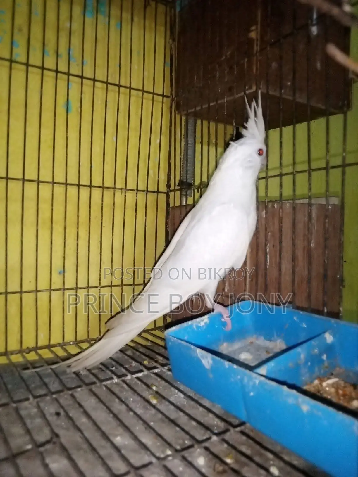 Cockatiel Bird