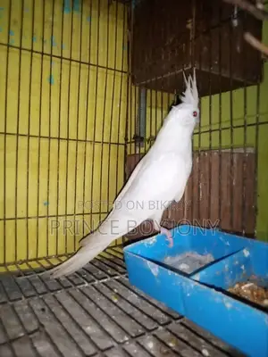 Cockatiel Bird