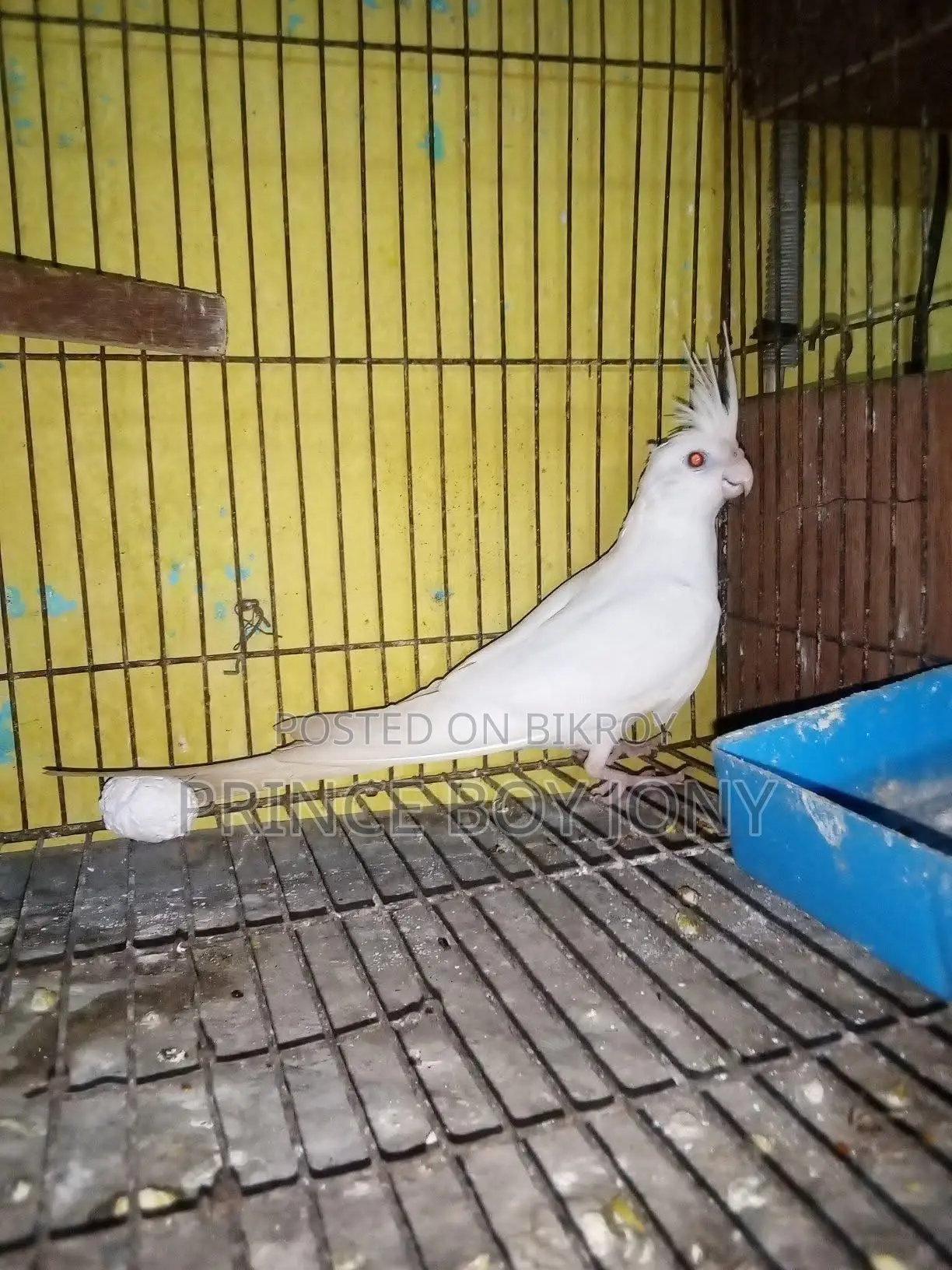 Cockatiel Bird