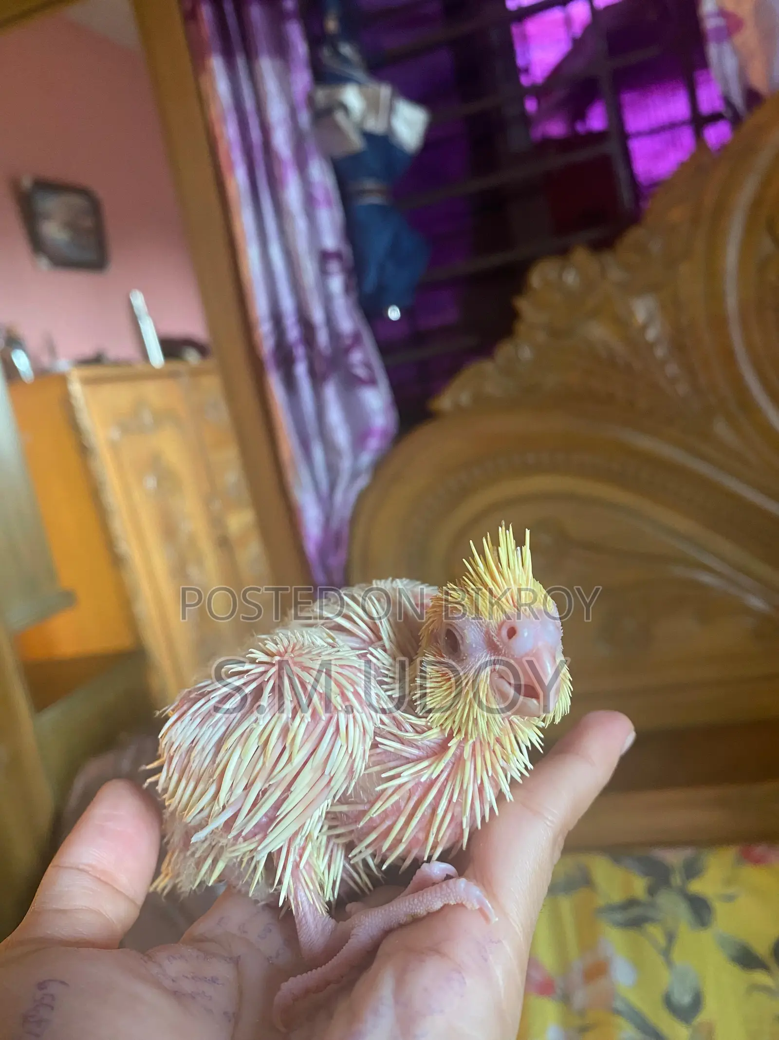 Cocktail Tame Size Baby