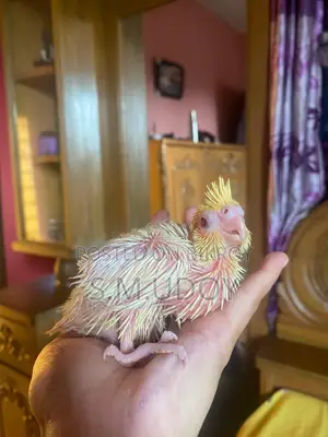 Cocktail Tame Size Baby