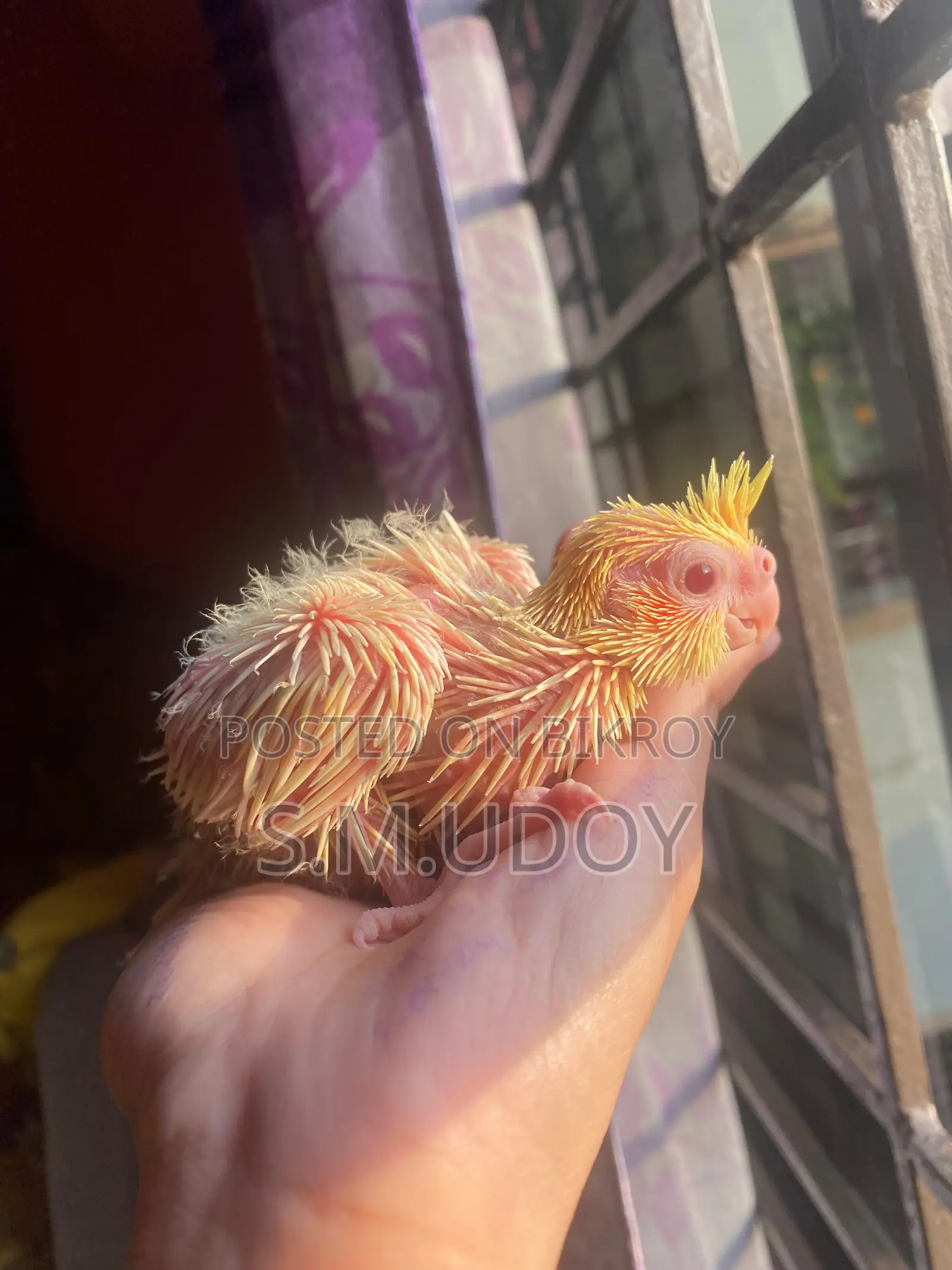 Cocktail Tame Size Baby