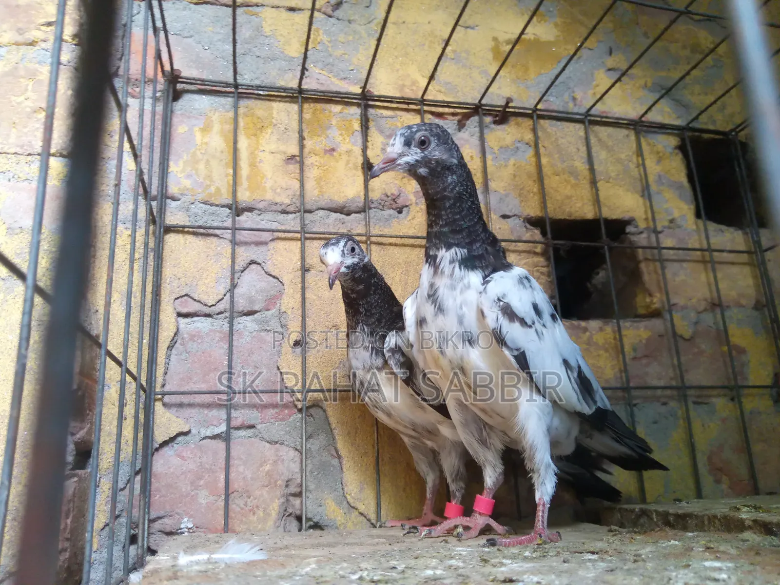 Teddy Pigeons (3 feathers)