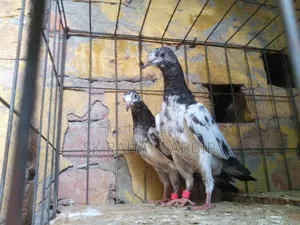 Teddy Pigeons (3 feathers)