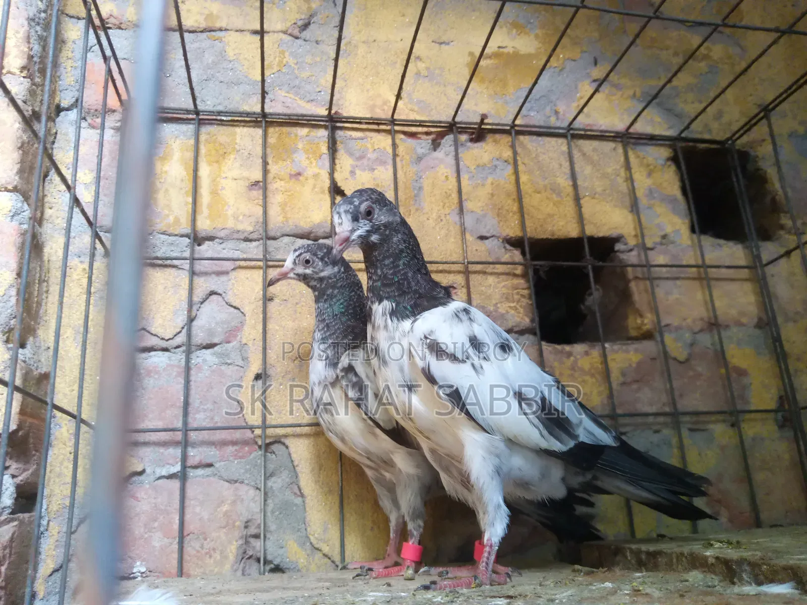Teddy Pigeons (3 feathers)