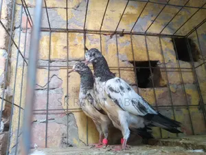 Teddy Pigeons (3 feathers)