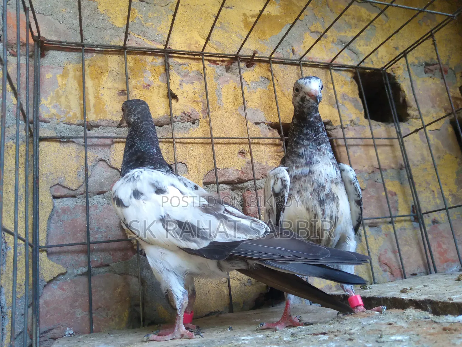 Teddy Pigeons (3 feathers)