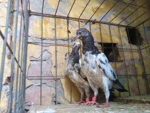 Teddy Pigeons (3 feathers)