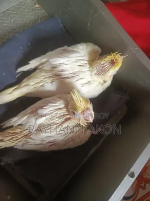 ফুল টিম সাইজ ককাটেল বেবি