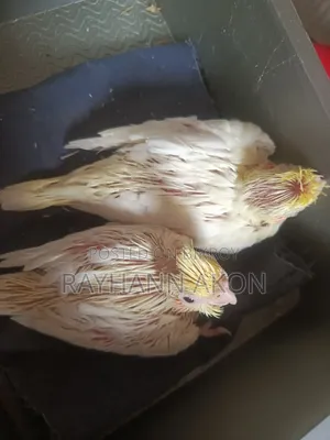 Full Team Size Cockatiel Baby