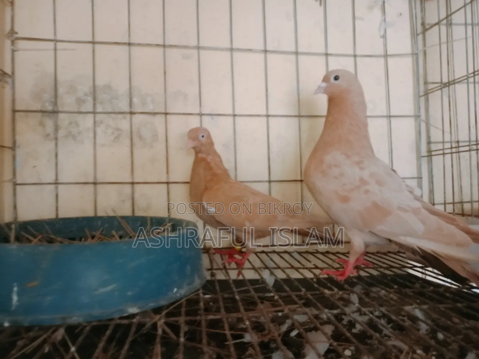 Various Types of Pigeons