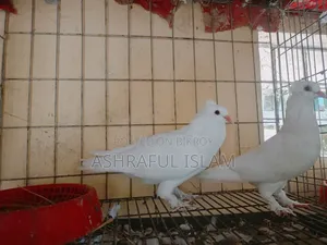 Various Types of Pigeons