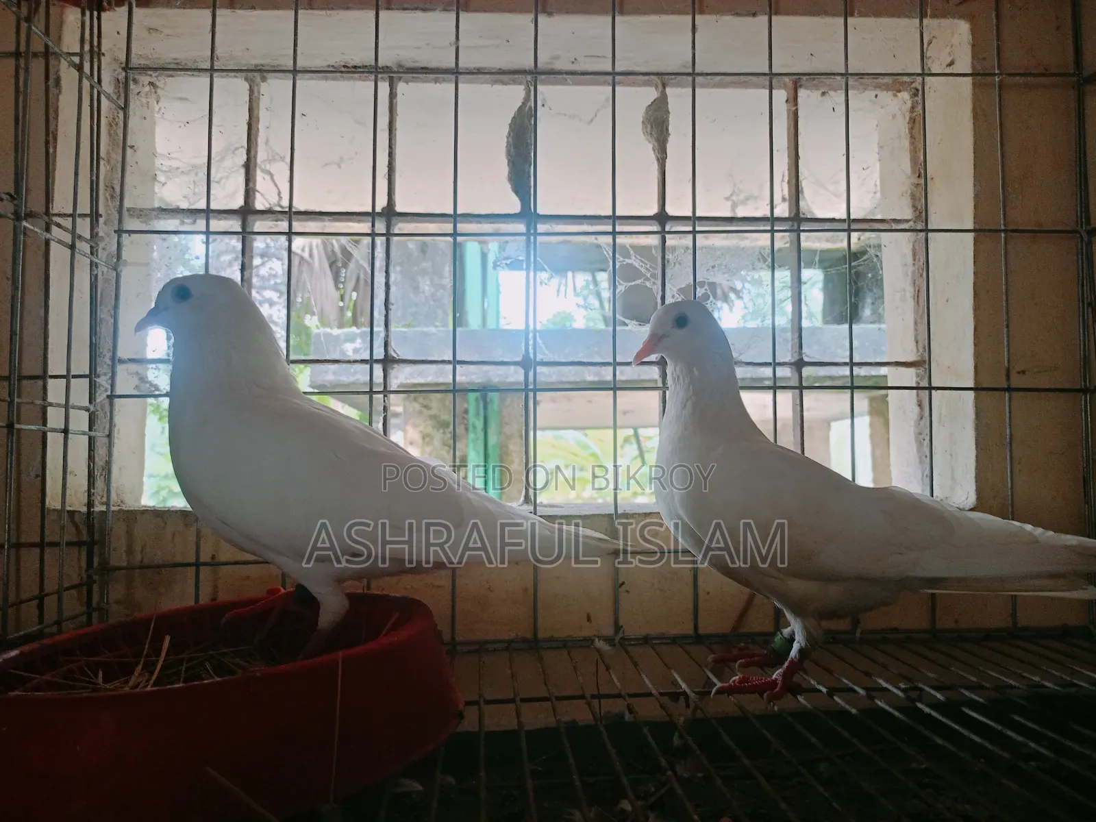 Various Types of Pigeons
