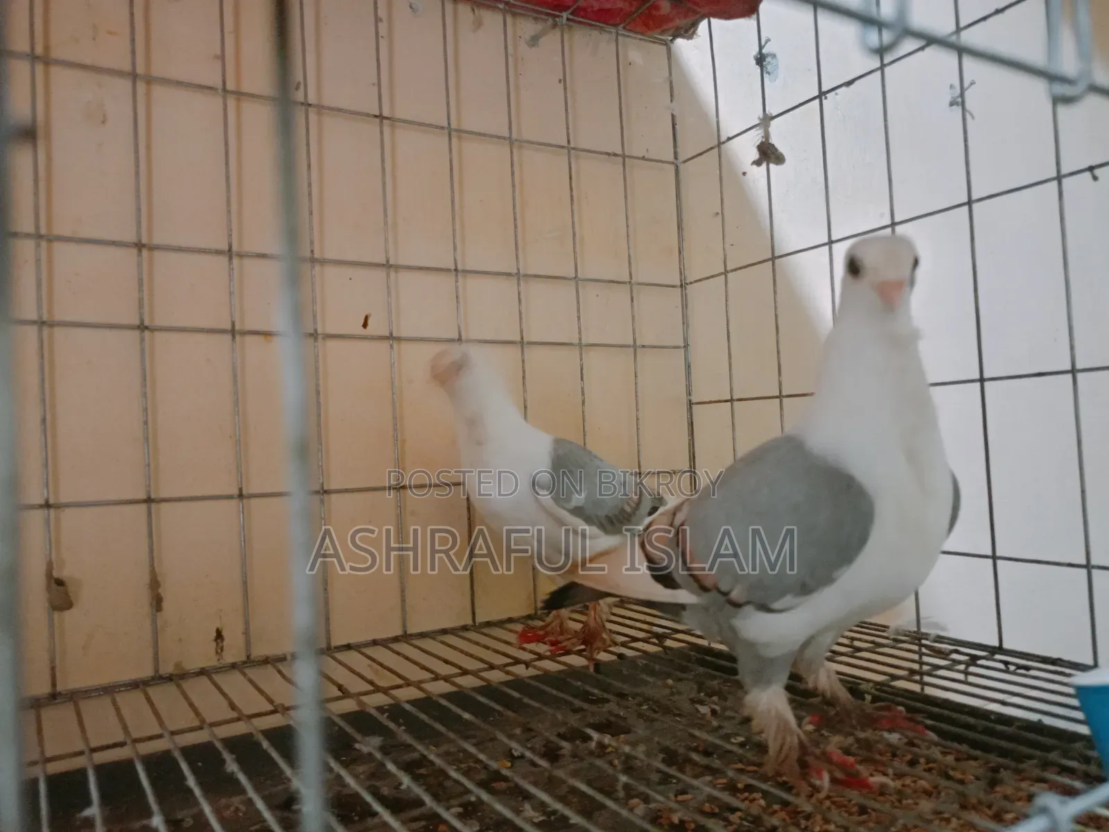 Various Types of Pigeons