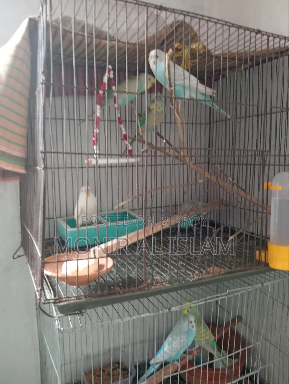 বাজিগর পাখি বিক্রি খুব কম দামে